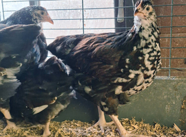 2 8 week old speckled Sussex pullets