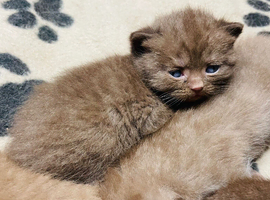 Chocolate/cinnamon boys ready to reserve