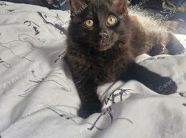 Kittens for rehoming
