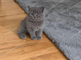 British Shorthair