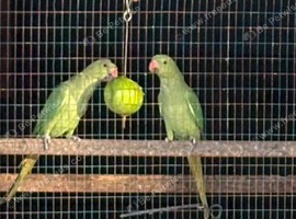 Baby ringnecks
