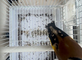 BBC ring Gold finch