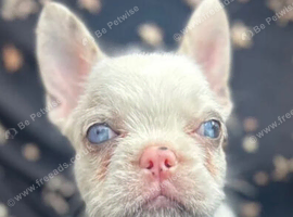 Puppy for sale