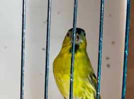 2025 Normal Siskin Male