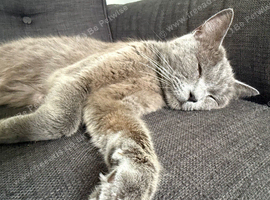 Yuna needs a forever home