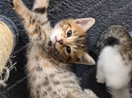 Tabby kittens and tortoiseshell kittens
