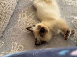 Seal Point Female Ragdoll kitten 11 weeks old