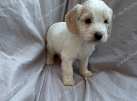 Cockapoo