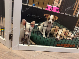 Chihuahua puppies cross