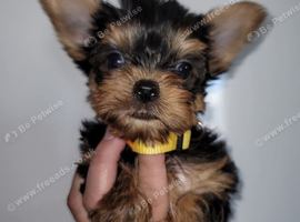 Yorkshire terrier puppies