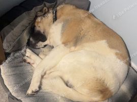 Lovely 11 month old pul