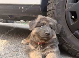 Ready now! GSD pups from KC and health tested parents