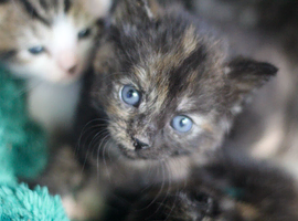 Kittens for new homes