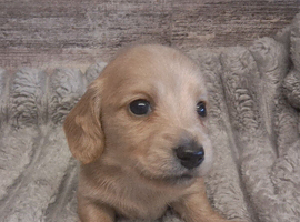 Cream mini dachshunds
