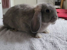 Mini lop