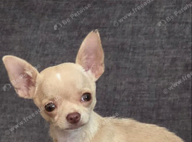 Male 8 months old TINY chi