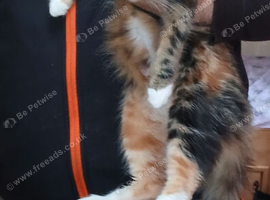 Beautyful, fluffy, kittens.