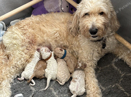 Beautiful mini Goldendoodle s