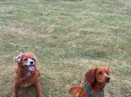 Red cocker spaniel stud available