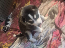 Siberian husky puppies