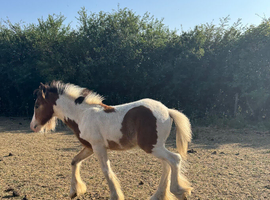 Red and white colt foal