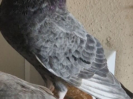 Male grize