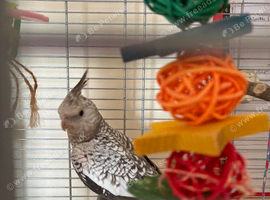 Young male whiteface pied cockatiel