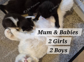 RAGDOLL X KITTENS 2X GIRLS 2X BOYS