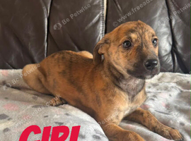 COLLIE X WHIPPET PUPPIES FOR SALE!
