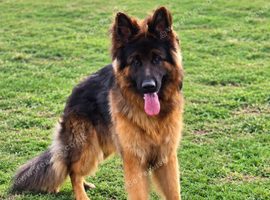 Lovely long coat male 15 months