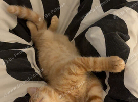 Cats for Rehome