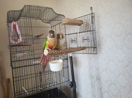 Bonded pair of conures