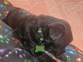 Giant schnauzer puppy's