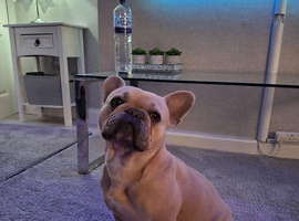 French bulldog pups (kc reg )