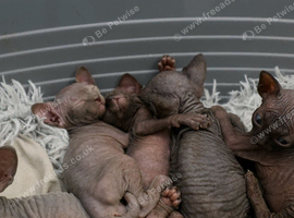 Gorgeous Sphynx Kittens