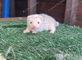 Polecats