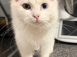 Beautiful 6-Month-Old Female Kitten Looking for a Loving Home