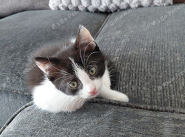Female Kitten ready for home