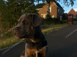 shar pei cross dogue de bordeaux&nbsp;
