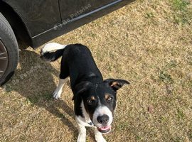 Border collie puppy