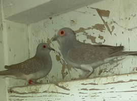 Diamond doves