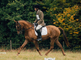 15hh 4yo mare