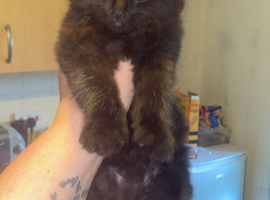 9 week old kitten