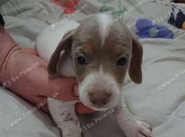 2 litters due around 22nd July