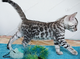 Gorgeous Bengal Kittens