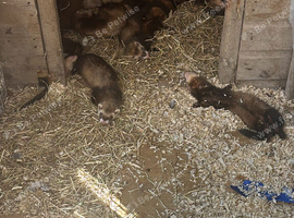 Two boy ferrets