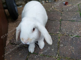 Young lop eared rabbit for sale