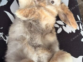 Mini lop female
