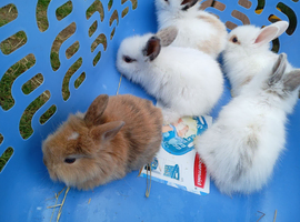 Lop cross lionhead babies