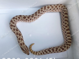 2024 Subadult Female 100% Frost